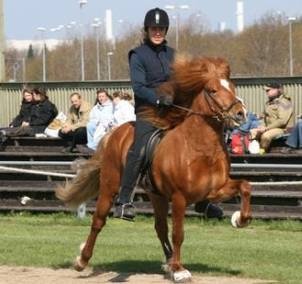 Træning og tilridning af islandske heste